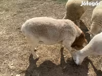 Kambing jantan, Dorper sheep — foto 5