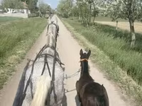 Égua, Lipizzaner — foto 4