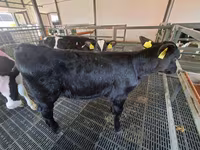 गाय, Russian Black pied cattle — फ़ोटो 4