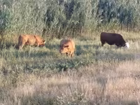 Ko, Limousin-ko. — foto 5