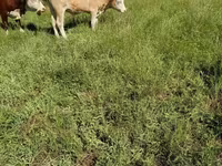 गाय, मवेशी — फ़ोटो 6