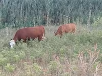 Kuh, Limousin-Kuh — Foto 2