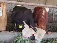 گاو نر, Simmental cattle — عکس 6