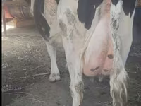 Vacă, Russian Black pied cattle — foto 4