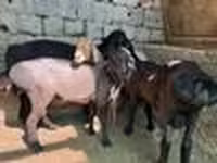 قوچ, Rhon sheep — عکس 4