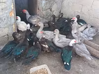Ducks — عکس 1
