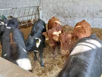 Rundvee (partij, geslacht niet gespecificeerd), Limousin koe — foto 3