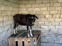 بز ماده, بز — عکس 8