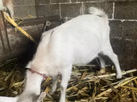 Cabra, Nubian Goat — foto 2