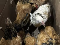 Chickens — foto 4