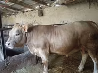 Lembu jantan, Charolais cattle — foto 3