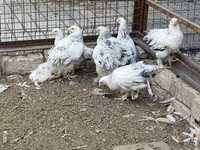 Brahma — foto 4