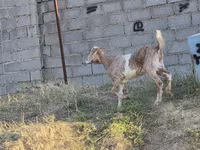 Хонь, Хонь — 2 зураг