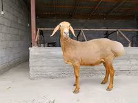 Pecora, Arashan sheep — foto 1
