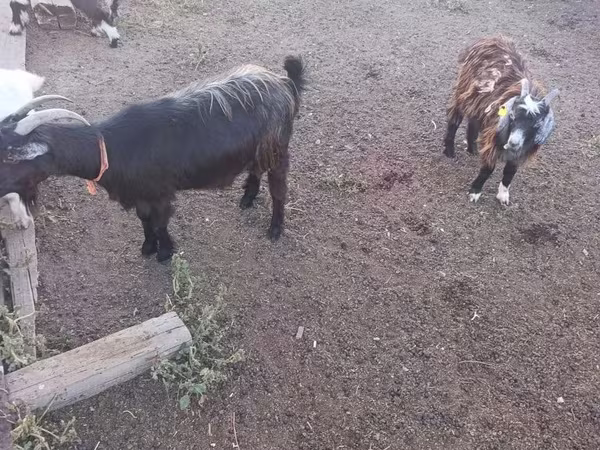 Billy Goat, Goats — Kazakhstan