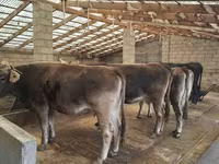 Ko, Holstein-race — foto 1