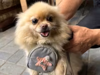 🐶 Satılır – Çox Şirin Dişi Pomeranian (Spitz) 🐶 2 yaşlı, dişi, çox — عکس 2