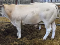 Býk, Blonde d’Aquitane cattle — foto 3