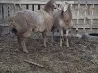 Brebis, Arashan sheep — photo 3