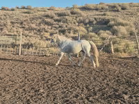 Pastuv, Kazakh horse — fotografija 3