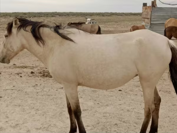 암말, Horse breed