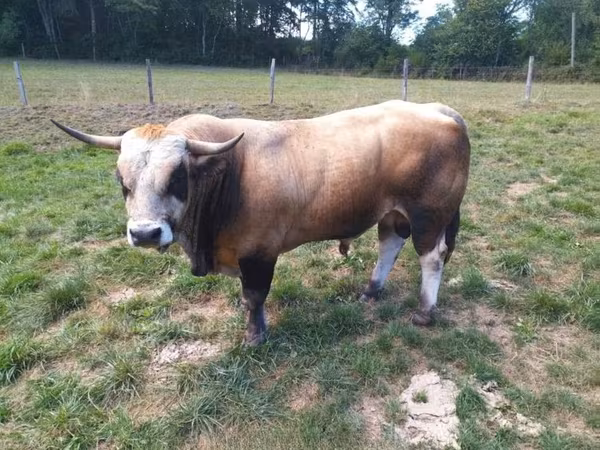 ثور, Aubrac cattle