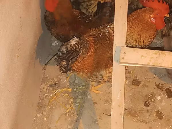 Chickens
