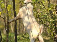 Bak, Nubian Goat — 2. fotó