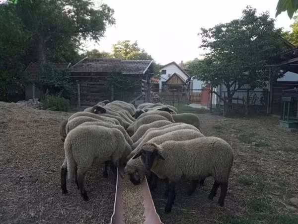 Хонь, Tsigai sheep