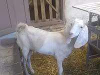 Jarac, Beetal goats — fotografija 3