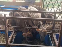 Ko, Simmental cattle — foto 1