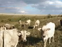 Vacă, Simmental cattle — foto 6