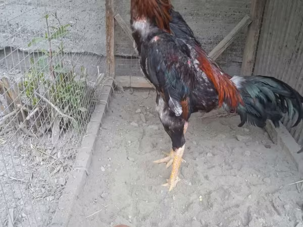 Chickens