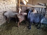 Montone, Pecore — foto 1
