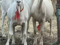 Capra, Saanen goat — foto 3