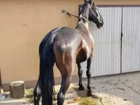 Stute, Nonius horse — Foto 3