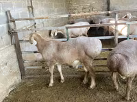 Oaie, Arashan sheep — foto 4