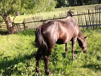 Kůň, Koně — foto 5