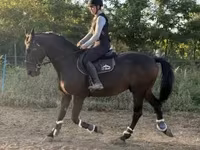 Pastuv, Nonius horse — fotografija 2