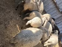 Biri-biri (lot, jantina tidak dinyatakan), Sheep — foto 2
