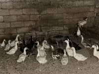 Geese — फ़ोटो 4