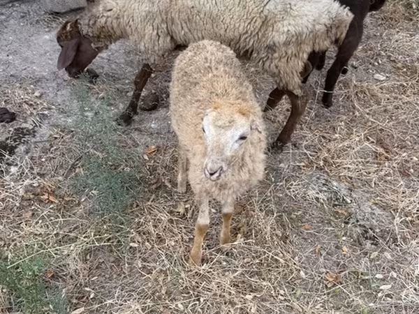 قوچ, گوسفند