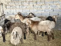بھیڑ, بھیڑیں — تصویر 1