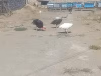 Turkeys — fotografija 5