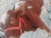 Lembu ternakan (lot, jantina tidak dinyatakan), Cattle — foto 4