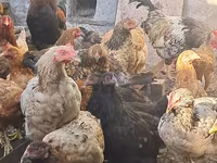 Chickens — foto 2