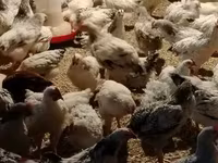 Chickens — புகைப்படம் 2