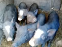 หมูป่าตัวผู้, หมู — รูปภาพ 1