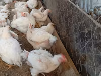 Chickens — foto 3