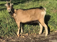 Էգ այծ, Alpine goat — լուսանկար 5